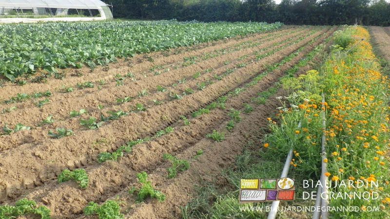 Photo d’un jeune carré de chou récemment butté avec la barre porte outil