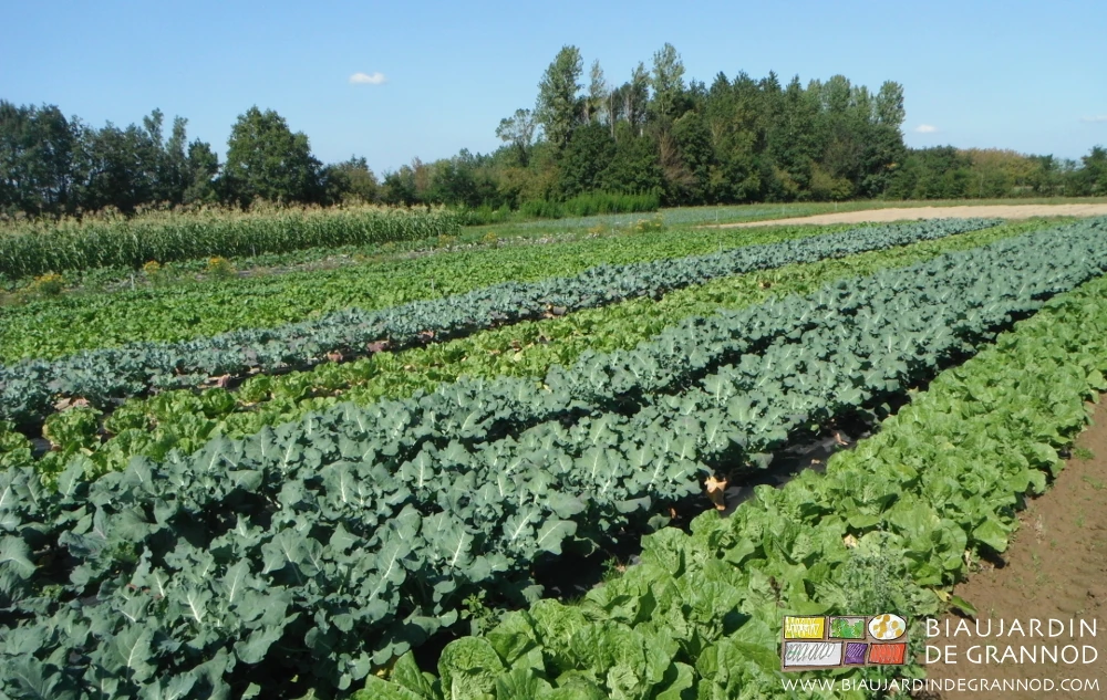 Photo d’un carré de chou avec sa gamme de tons verts