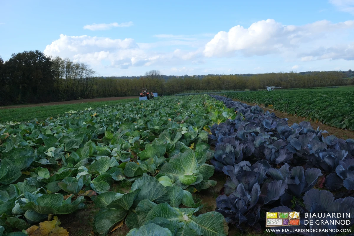 Photo d’un carré de chou cabu vert ou rouge en début d’hiver
