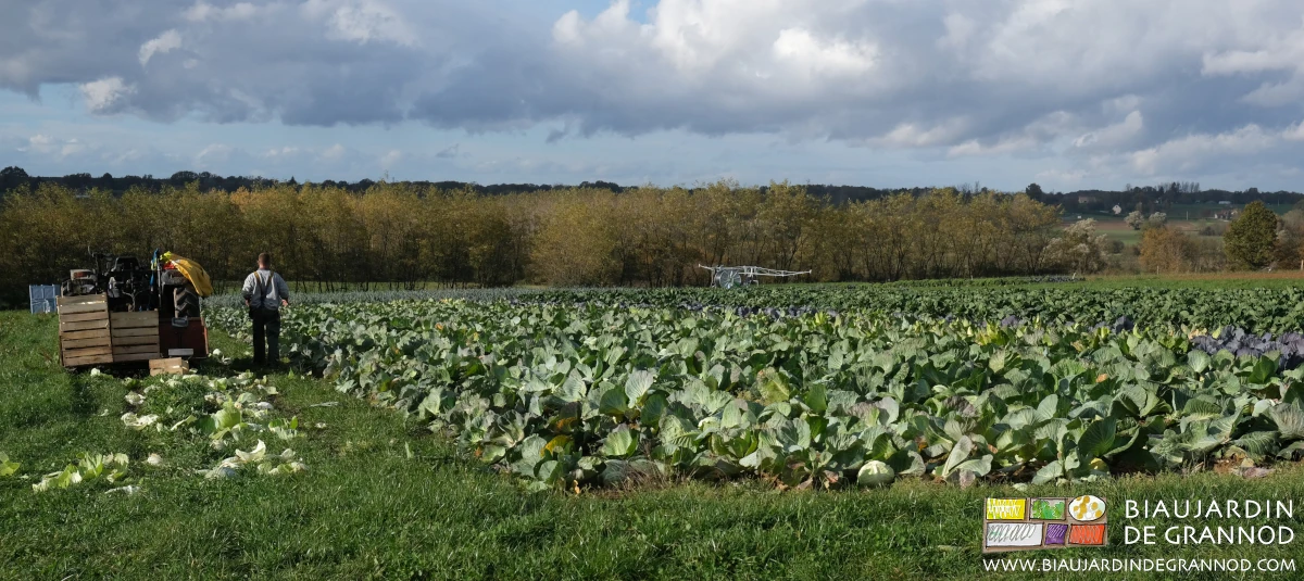 Photo de récolte manuelle du carré de chou pour stockage hivernal