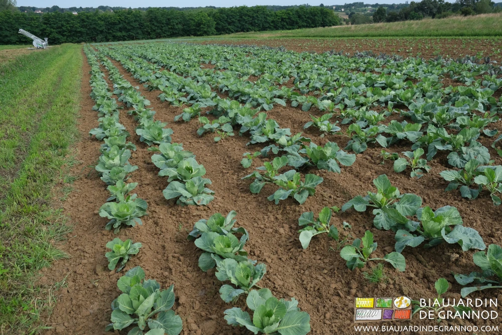 Photo de carré de chou sans adventices car régulièrement entretenu en début de culture