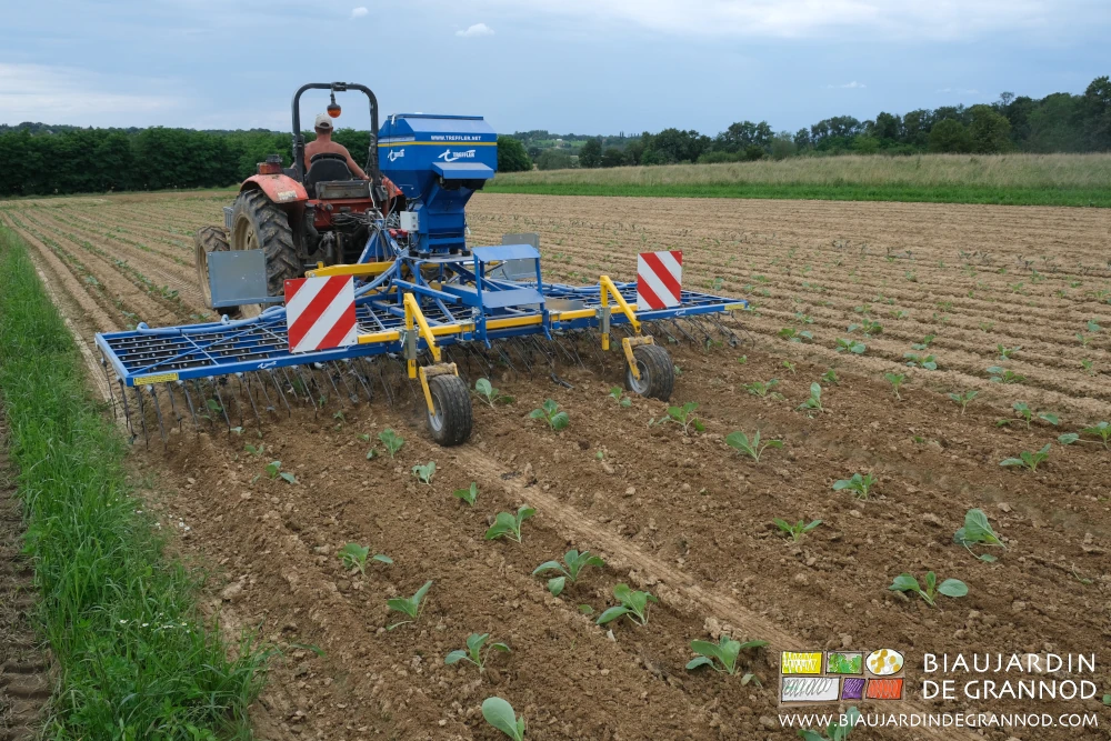Photo de binage des chou entre et sur les rangs à la herse étrille, outil délicat et rapide