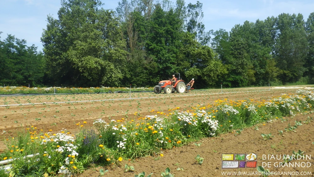 Photo du travail avec la bineuse guidée dans un carré de chou bordé par une bande fleurie