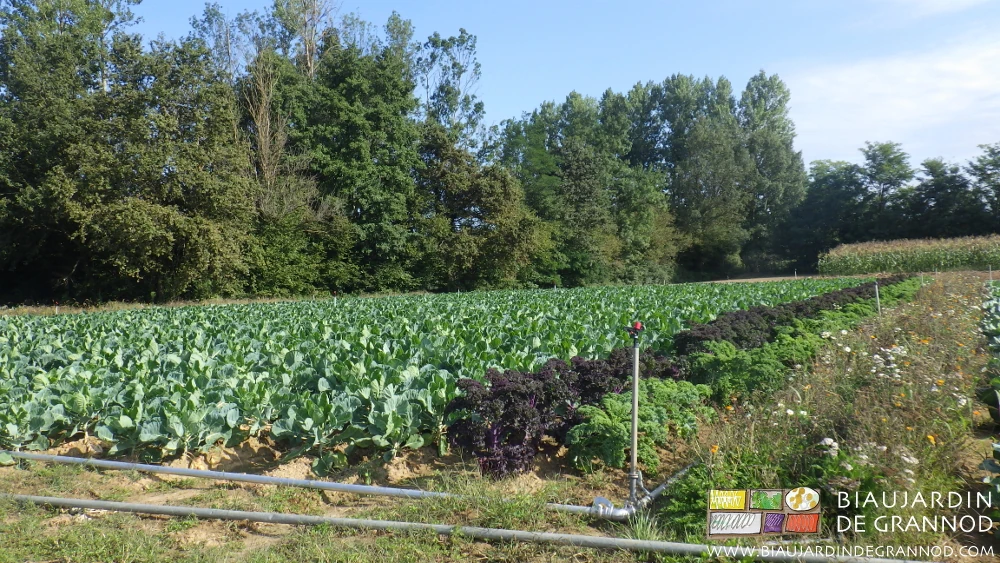 Photo d’une belle bande fleurie diversifiée, le long du carré de chou