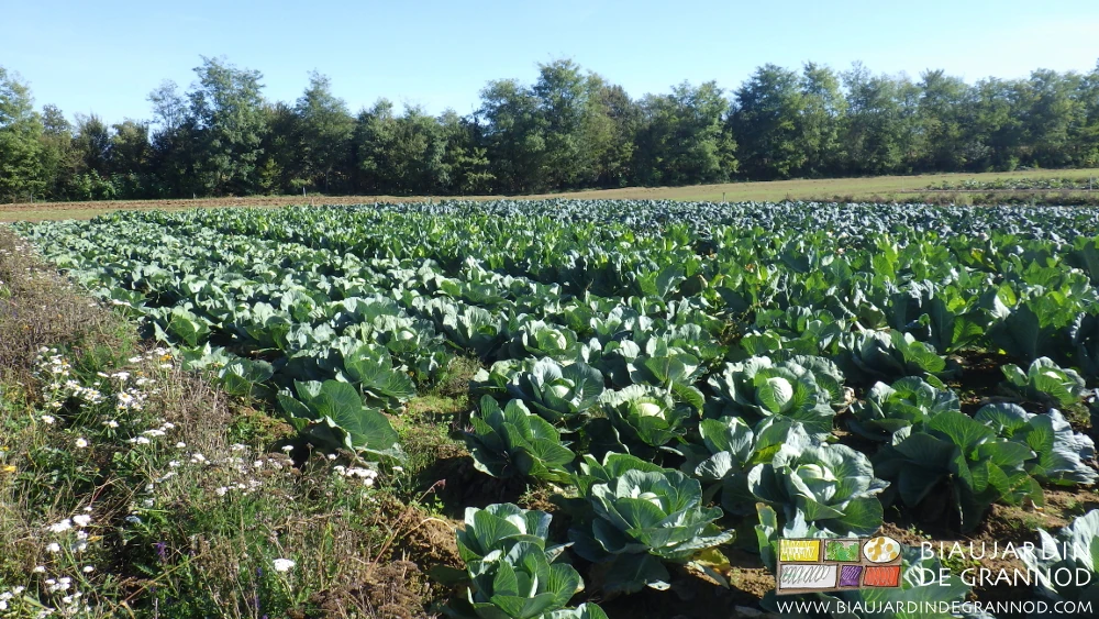 Photo de la gamme de couleurs du carré de chou longé par une bande fleurie