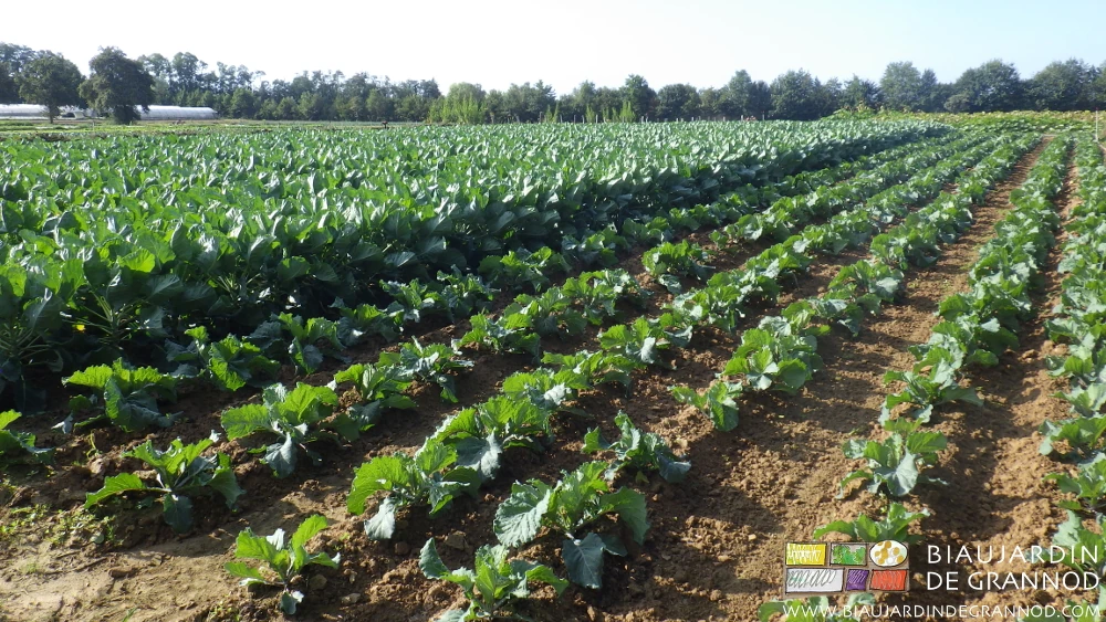 Photo d’un joli carré de chou régulièrement biné mécaniquement
