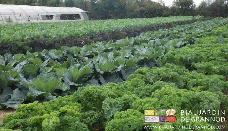 Photo de la gamme de couleurs d’un carré de chou d’hiver en fin d’automne