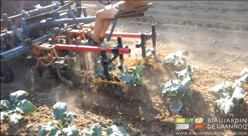 Photo du travail de binage des doigts souples montés sur bineuse guidée