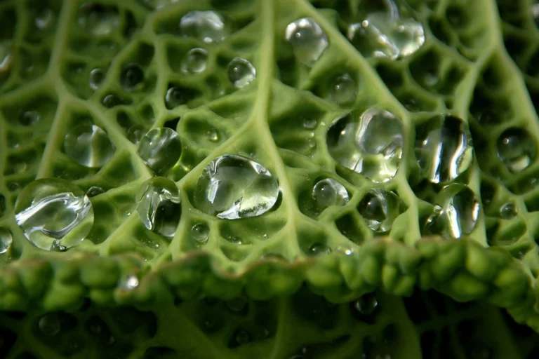 Photo proche de gouttes de rosée sur chou milan