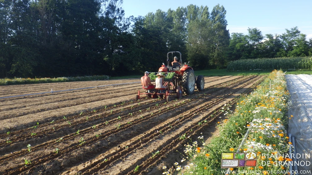 Repiquage de chou avec la vieille planteuse, à côté d’une bande fleurie pour auxiliaires