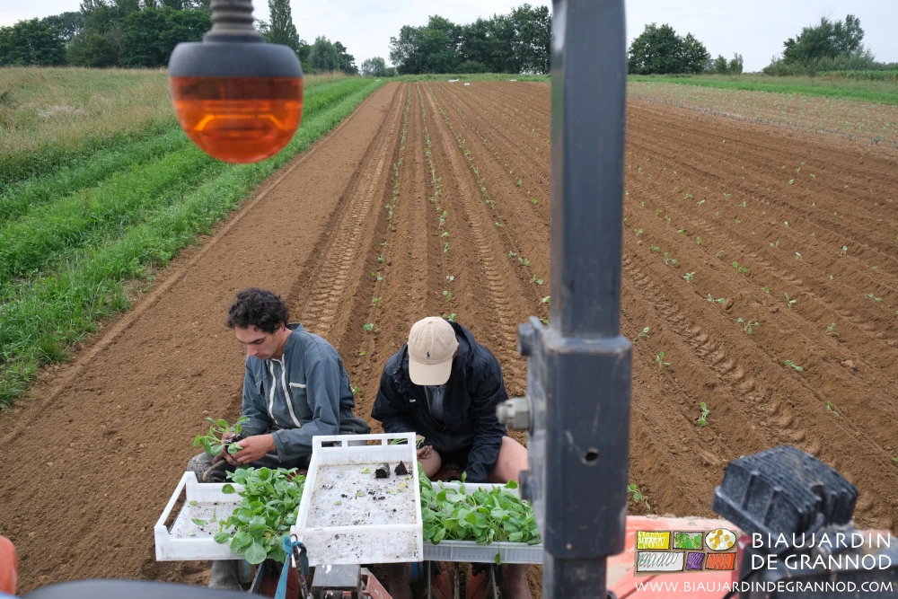 Photo de la position des 2 planteurs au travail à la planteuse