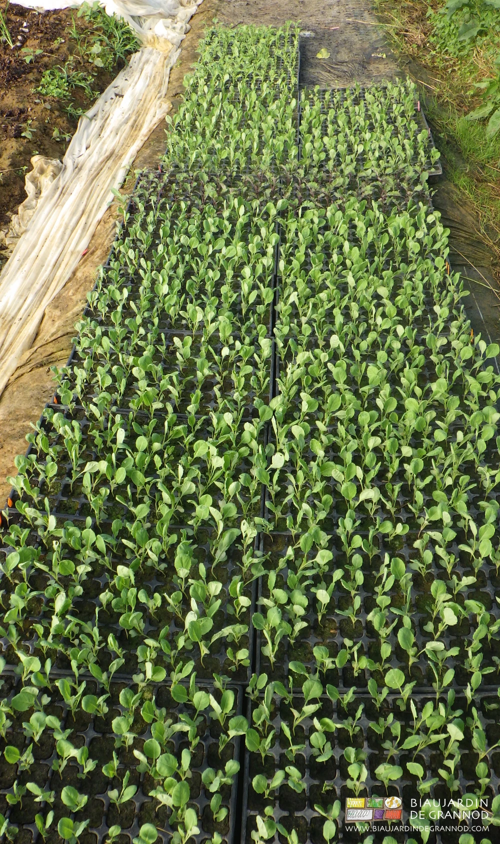 Photo des plaques de mottes de Bruxelles en cours de développement dans la serre solaire