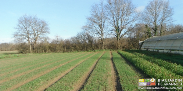photo de l'état des chênes avant intervention de Benjamin