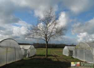 photo de notre chêne symbole de pousse spontannée lors de notre arrivée en Bresse