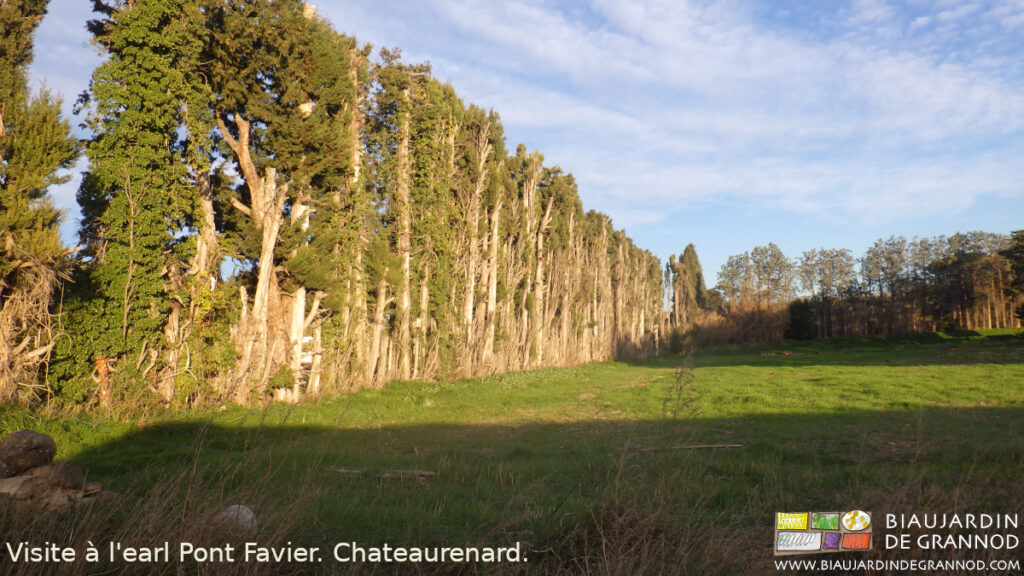 photo des traditionnelles haies de cyprès de Chateaurenard pour protéger du vent