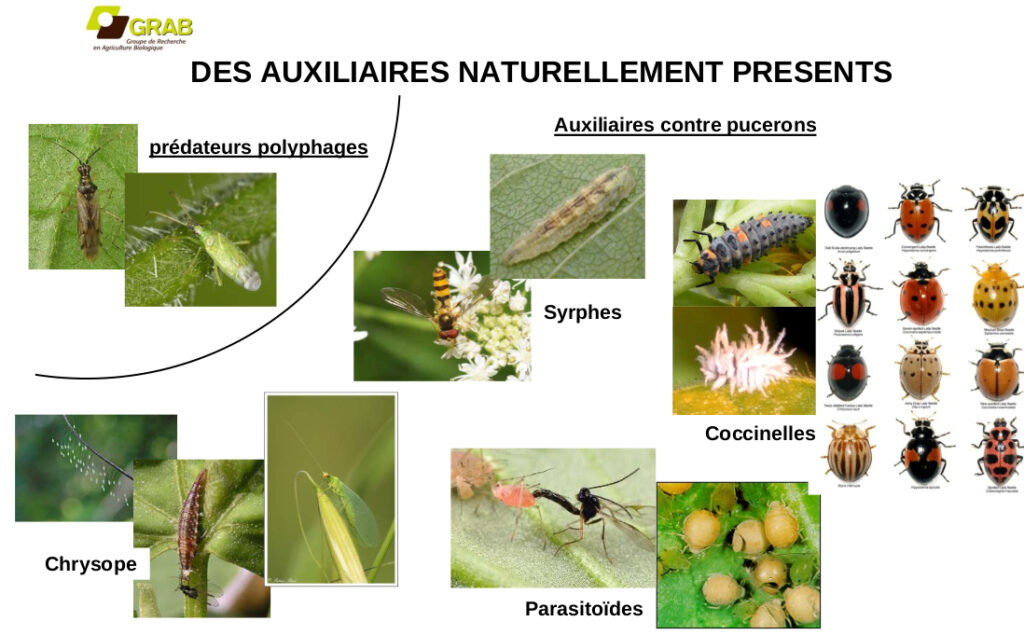 tableau illustré du GRAB pour l'identification d'auxiliaires naturellement présents au jardin
