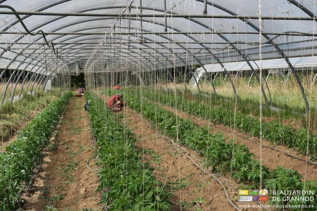 photo de l'équipe qui taille et rame sur ficelle la dernière plantation de tomate sous tunnel