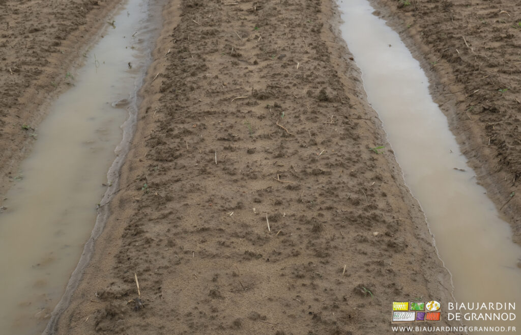 photo d'une planche prête au semis et ses allées permanentes remplies d'eau