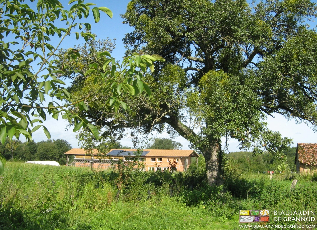 photo de notre bâtiment bioclimatique auto-construit bois brique vieux poirier en premier plan