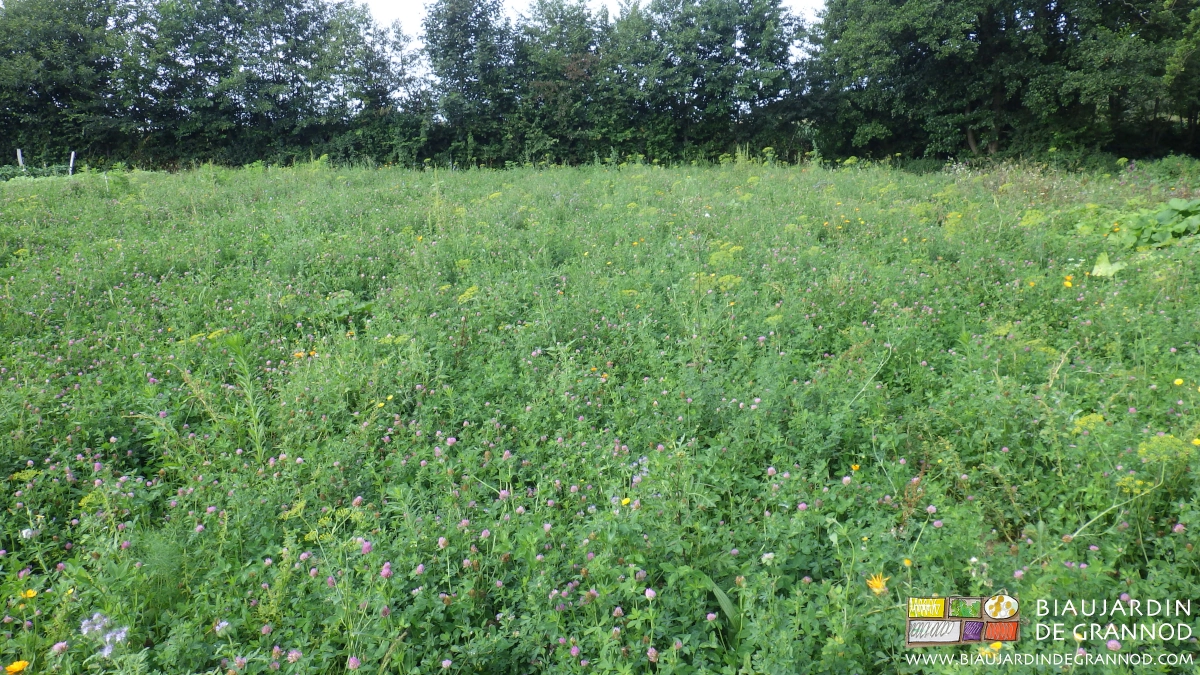 photo d'engrais vert pluriannuel très diversifié riche en luzerne et nombreuses fleurs aromatiques