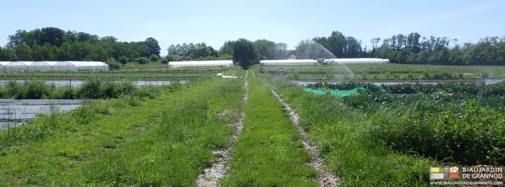 photo d'une large allée tracteur séparant les blocs maraîchers