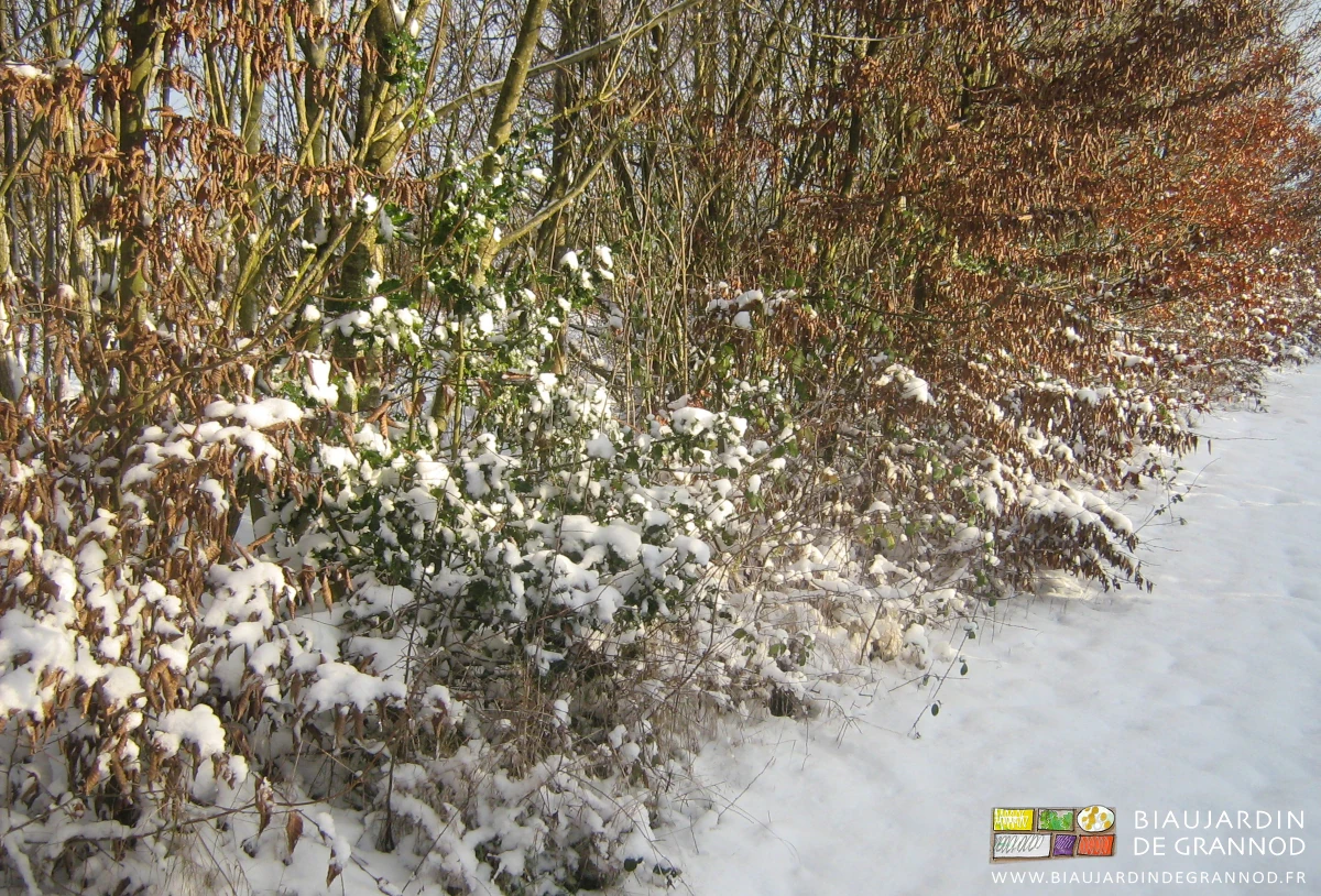 photo sous la neige des arbustes en garnissage bas de haie bocagère