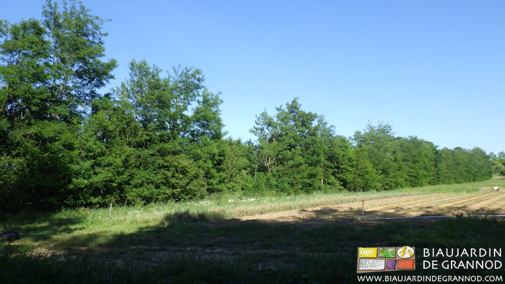 photo d'été de la haie 2009/2010 à base d'acacia