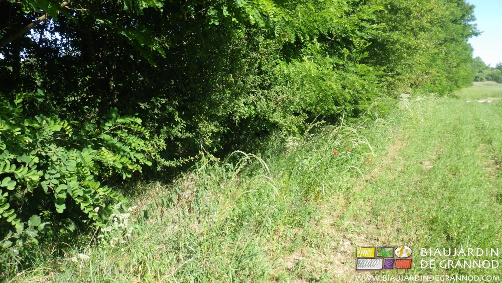 photo d'herbes mûres et fleuries préservées tout au long de nos haies