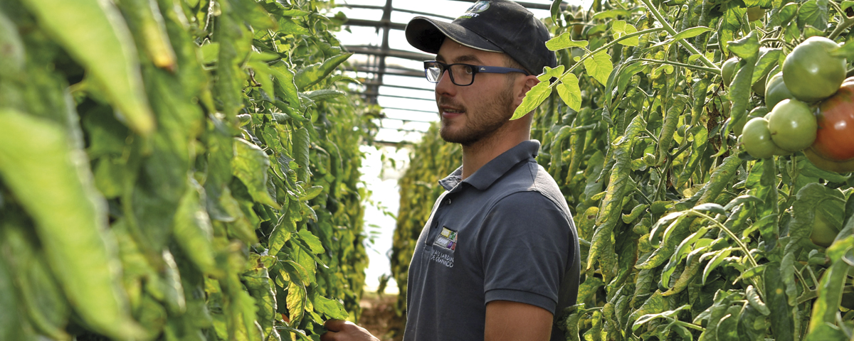 photo de Matthieu dans un tunnel de tomate