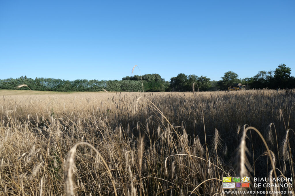 photo de la parcelle en seigle, entourée de bocage