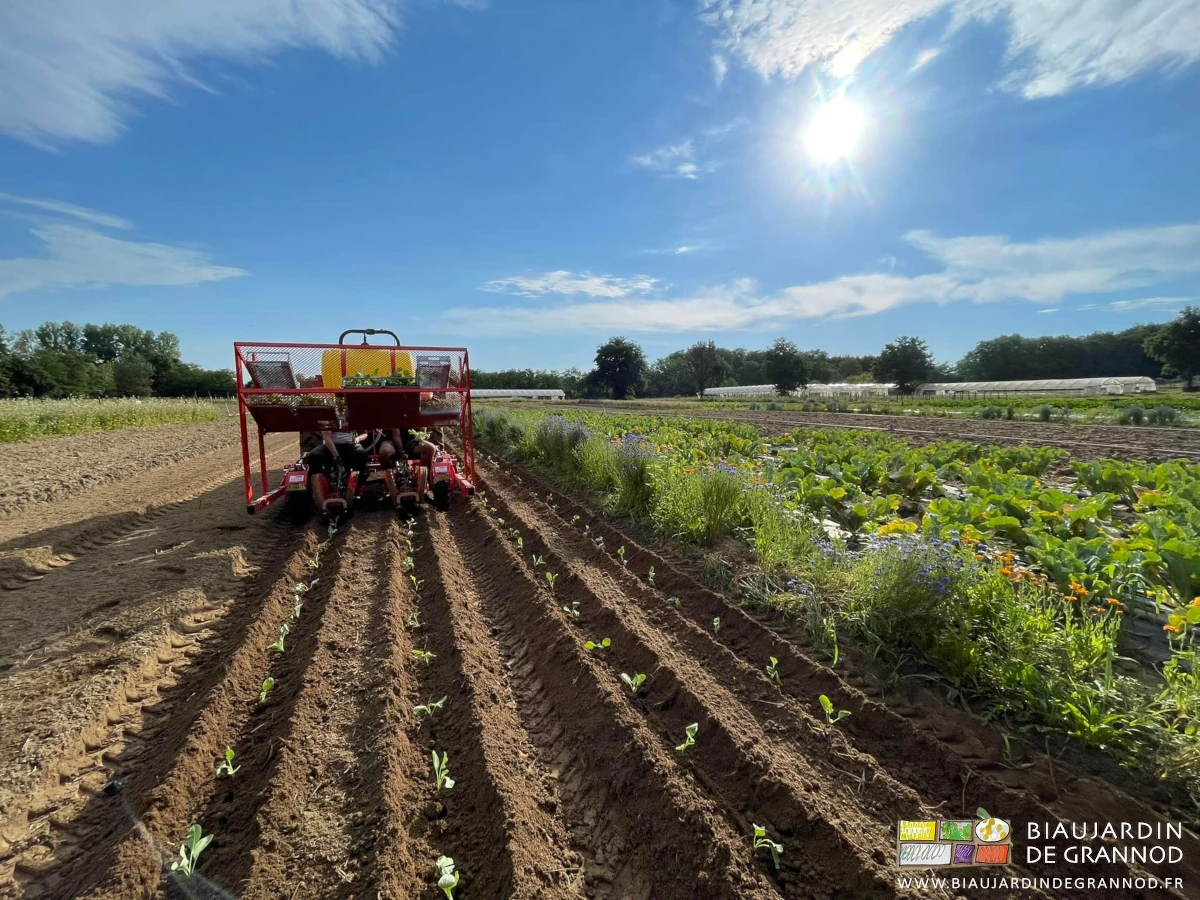 photo d'une des plantations de chou fleur