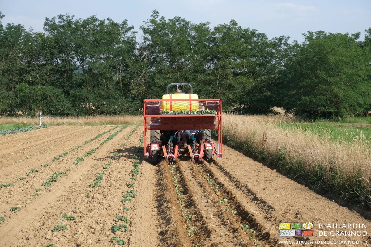photo de la planteuse dans une planche de chou