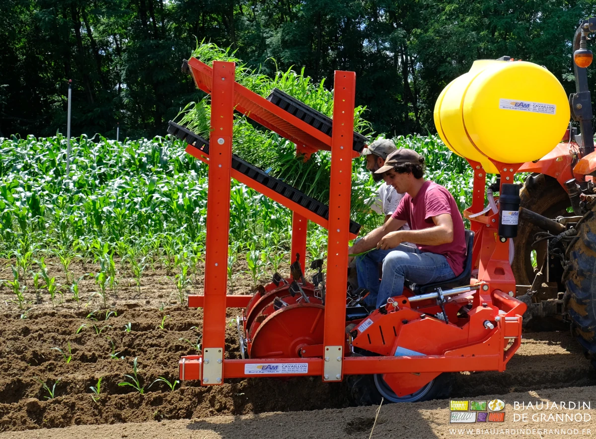 photo des étagères de la planteuse garnies de plaques de mottes de maïs doux à repiquer