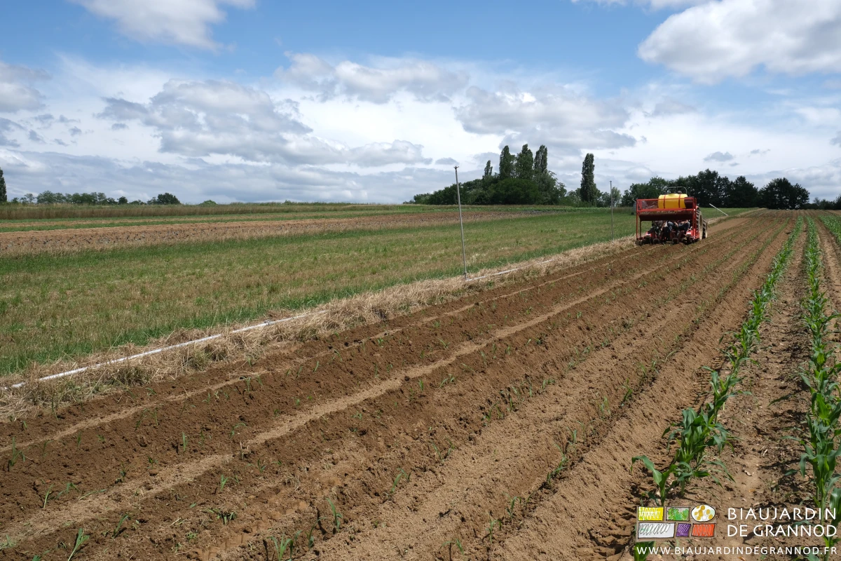 photo de plantation dans le carré de maïs doux et pop-corn