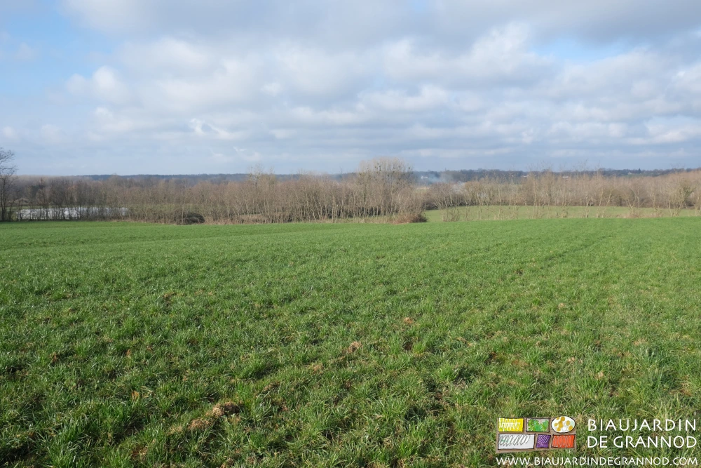 photo d'une parcelle de terre en engrais vert hiverné