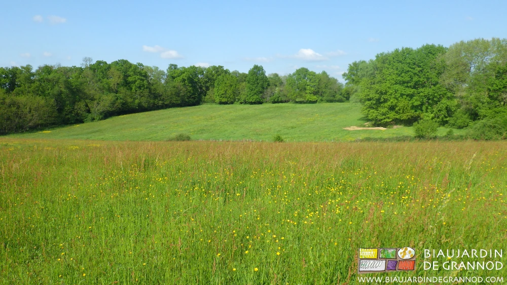photo de prairie permanente en vallon bocager