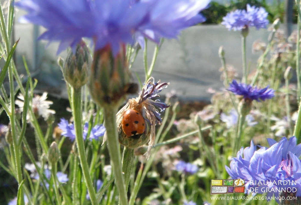 photo d'une coccinelle sur un bleuet cultivé dans nos bandes fleuries