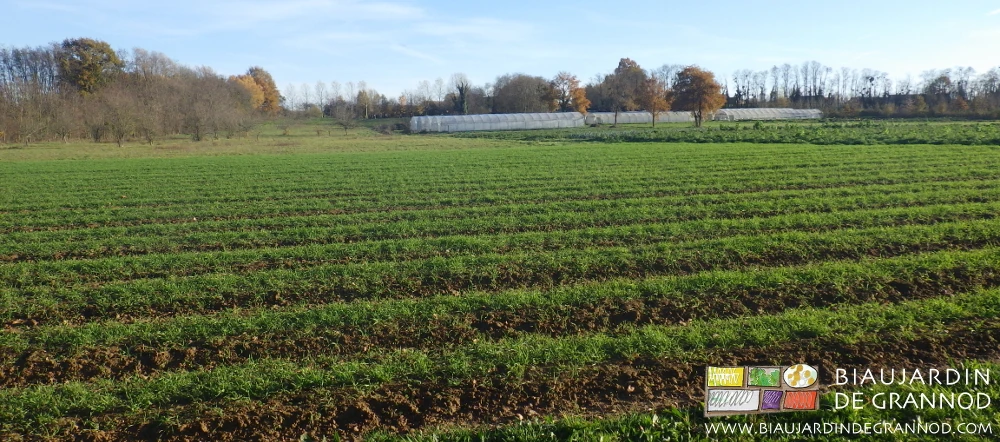 photo d'ensemble du jardin l'hiver avec engrais verts protecteurs