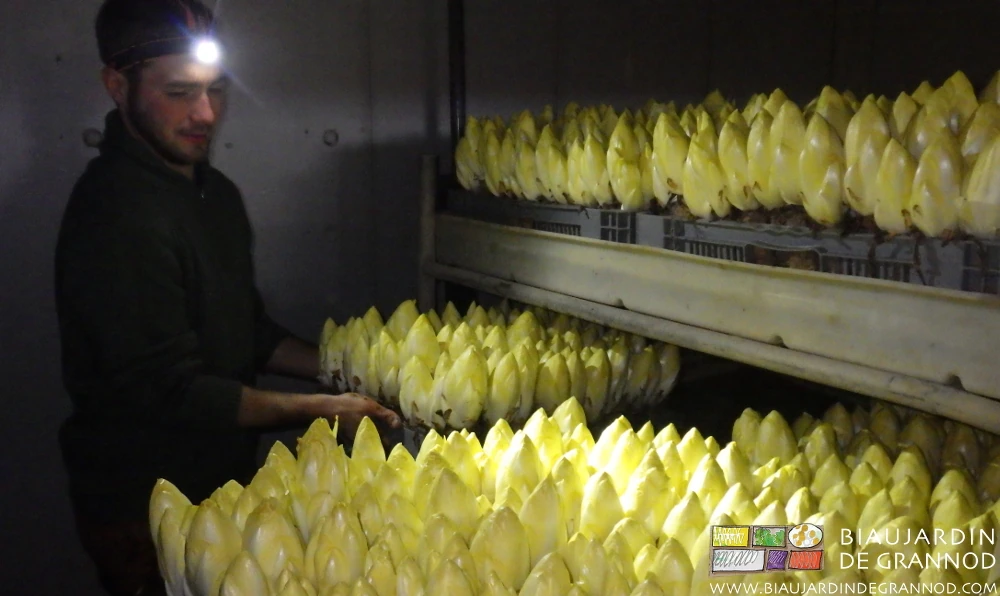 photo de Matthieu récoltant les caisses d'endive dans leur local