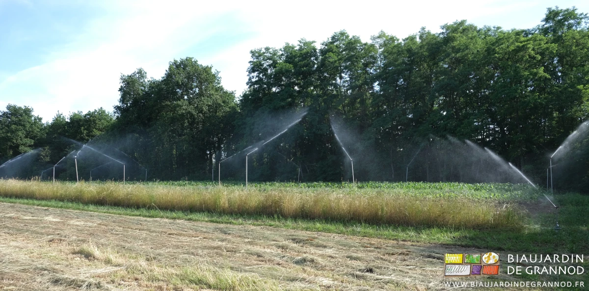 photo d'arrosage à faible débit en plein champ à l'abri du bocage bressan