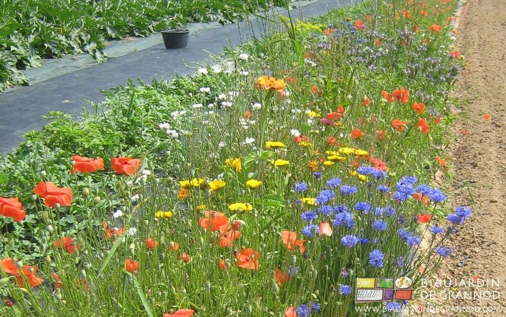 photo de bande fleurie de bleuet, calendula, coquelicot etc à coté du carré de courgette