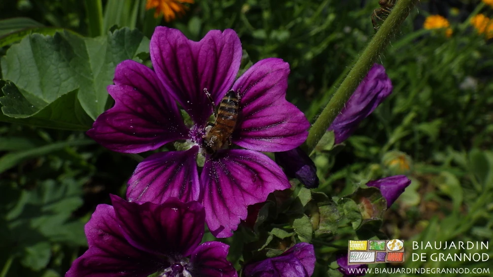 photo dans une bande fleurie d'une mauve accueillant un butineur