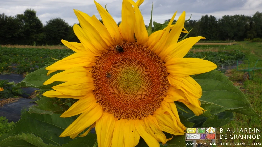 photo d'un tournesol et sa compagnie d'insectes