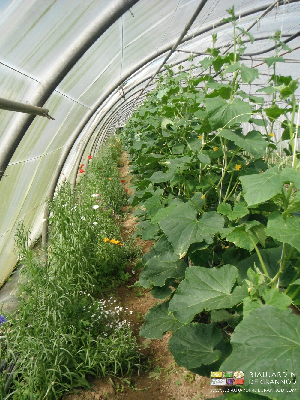 photo d'alysse, coquelicot, souci sous tunnel et longeant les concombres