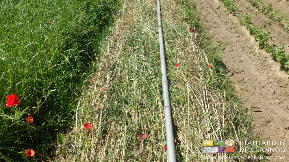 photo d'une bande en céréale roulée pour favoriser la biodiversité
