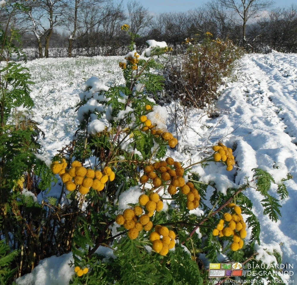 photo de bande fleurie à base de tanaisie en fleurs sous la neige