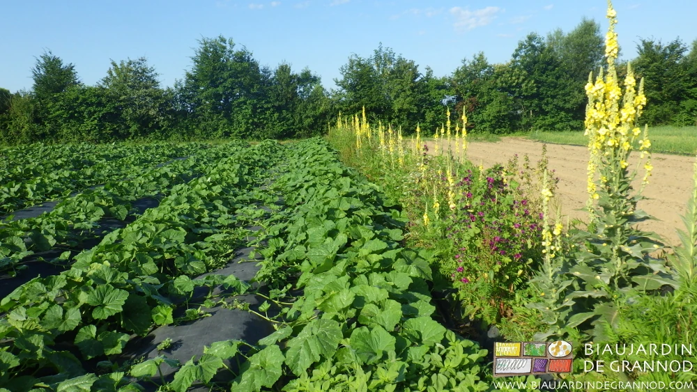 photo de bande fleurie riche de bouillon blanc longeant le carré de courge
