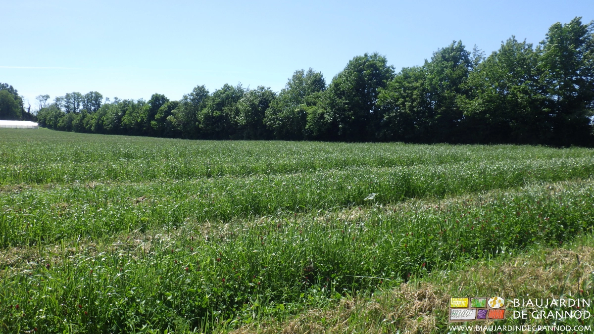 photo de la haie bocagère plantée en 2006 le long de notre jardin