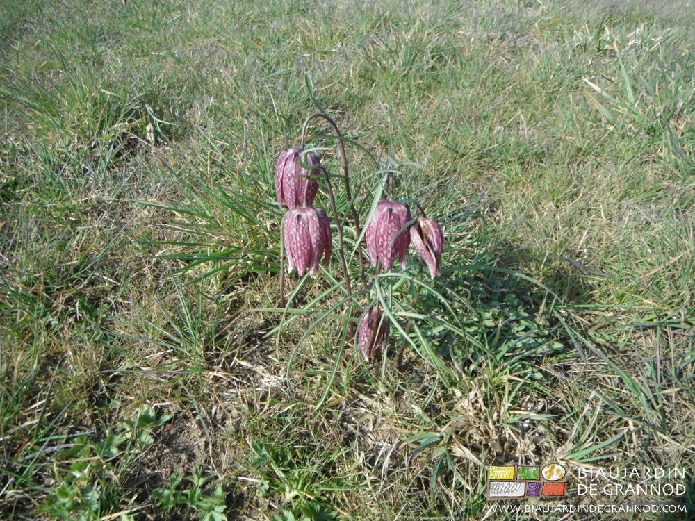 photo de fritillaire pintade dans notre prairie inondable