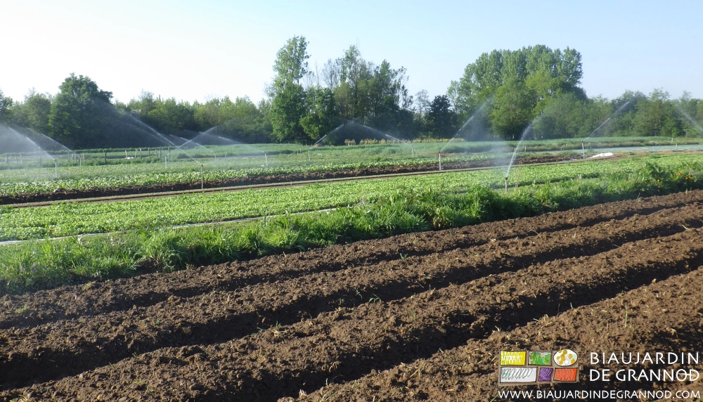 photo d'ensemble du jardin des carrés de salade en cours d'arrosage